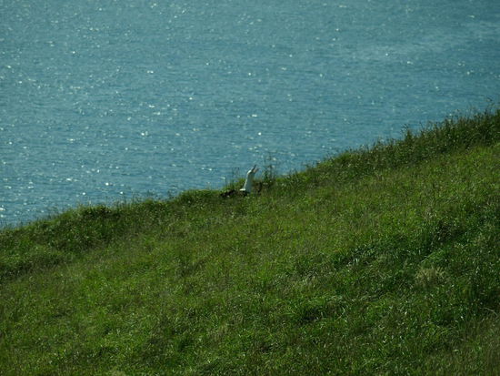 und jetzt Essen hochwürgen - das Küken selber hab ich nicht zu Gesicht bekommen - Mahlzeit