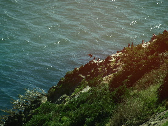 Die kleinen schwarzen Vögel sind diese sehr seltenen Steward Island Shags