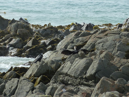 Seevögel (Scharben) - wahrscheinlich Little Shags