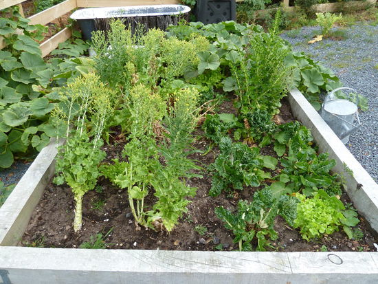 Salat und sonstiges gesundes Zeugs