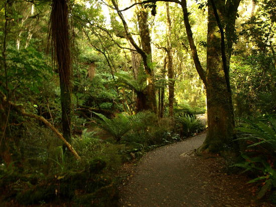 Der Weg durch den dichten Wald zum Wasserfall