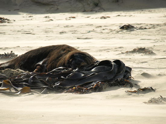 Dieser Herr hier machte mir diese "Probleme" auf meinem Rückweg - jetzt liegt er einfach faul rum und schenkt einem keinerlei Beachtung