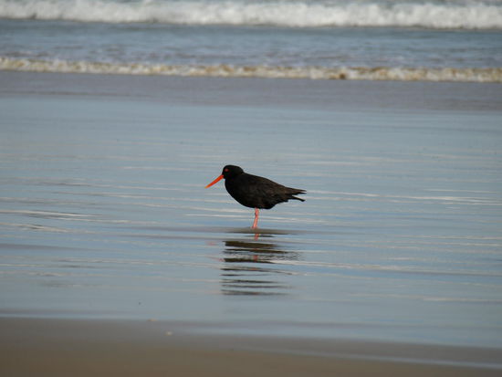 Ein Oyster Catcher