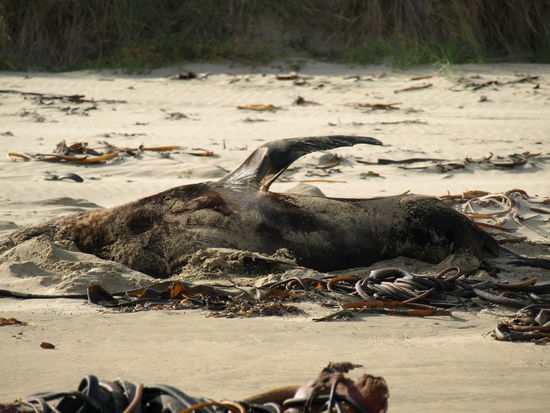 Der nächste männliche Seelöwe - und er bewegt sich