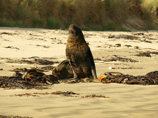 dann doch ersteinmal Kratzen