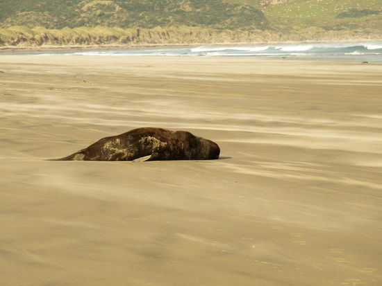 um sich dann ein paar wenige Meter wieder in den Sand plumsen zu lassen