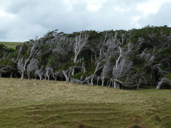 Vom Wind gezeichnetes Gestrüpp