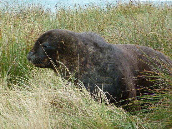 Gleich unterhalb vom Leutturm und weit oberhalb vom Strand - mal wieder ein Seelöwe