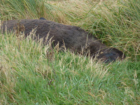 wenn man nicht wüsste, dass da im Gras ein Seelöwe liegt, dann würde man ihn glatt übersehen