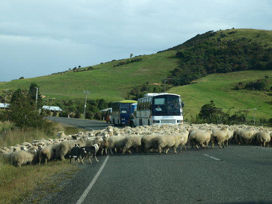 Die Busfahrer waren etwas generrvt und wollten einfach schnell weiter 