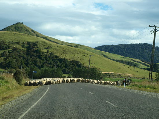 Schafe - ich sehe Schafe, aber nicht am Straßenrand, sondern auf der Straße
