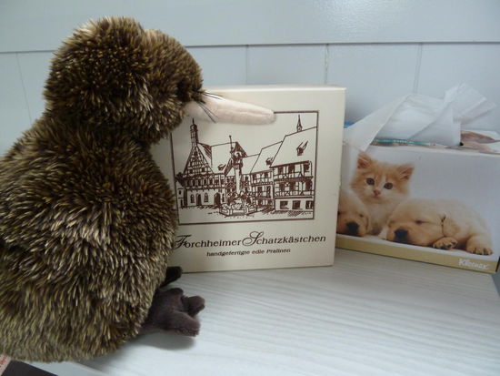 Kiwi hat es sich zusammen mit dem Schatzkästchen auf dem Nachttisch bequem gemacht