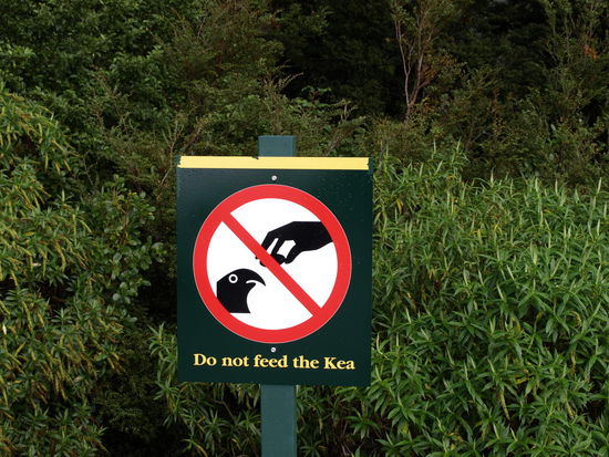 Selbst wenn ich gewollt hätte, es hat sich kein Kea (Bergpapagai) blicken lassen