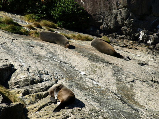 Eine kleine Pelzrobbenkolonie