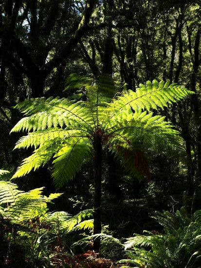 Farnbaum auf dem Weg zu den Chasms