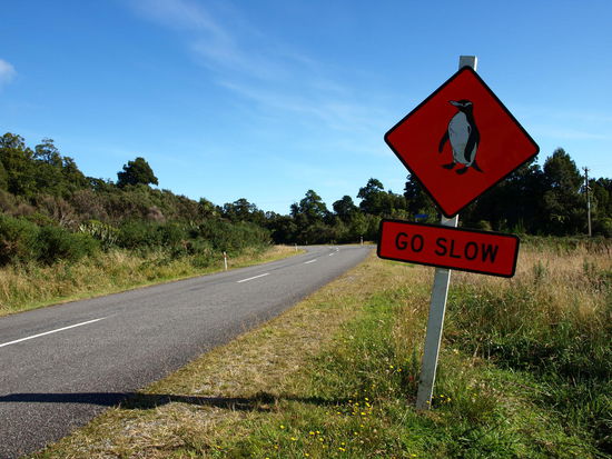 Die Straße zur Jackson Bay soll von Pinguinen oft überquert werden