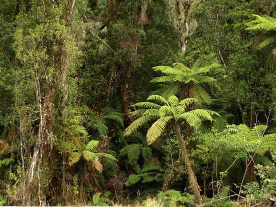 Da drinnen "wohnen" die Glow Worms - und auch Opossums. Wenn es hell ist sieht das alles ja "nett" aus, aber wenn es stockfinster ist, dann ist das doch eine andere Geschichte - auch mit Taschenlampe