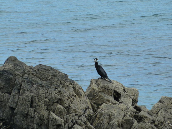 Unterwegs an der Westküste von Coromandel