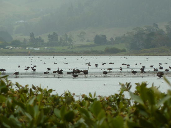 schwarz Schwäne gleich am Campingplatz