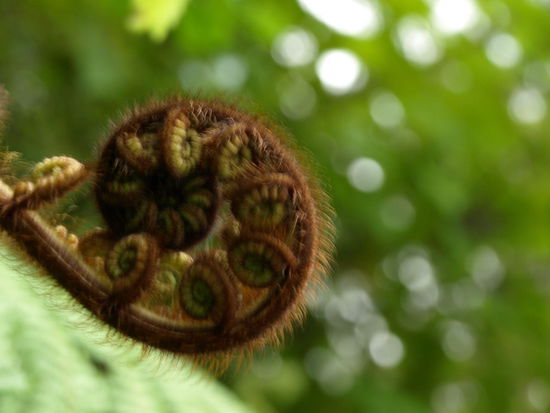 An diesen "springenden" Farnen kam ich andauernt vorbei - erst suchte ich diese aufgehenden Blätter vergebens und jetzt.....