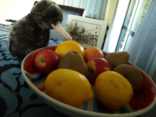 Kiwi sieht sich den Obstteller des Tages mal genauer an - die größe der Zitronen ist schon GIGANTISCH