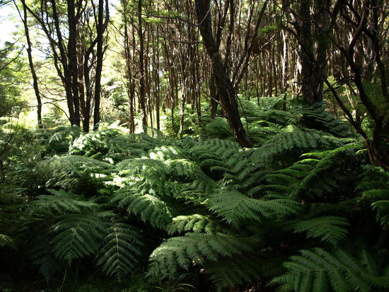 und weiter geht es durch das GRÜN