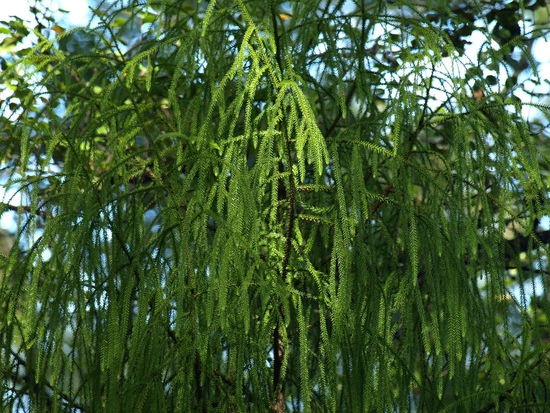 Die "Blätter oder Nadeln" des Rimu Baumes