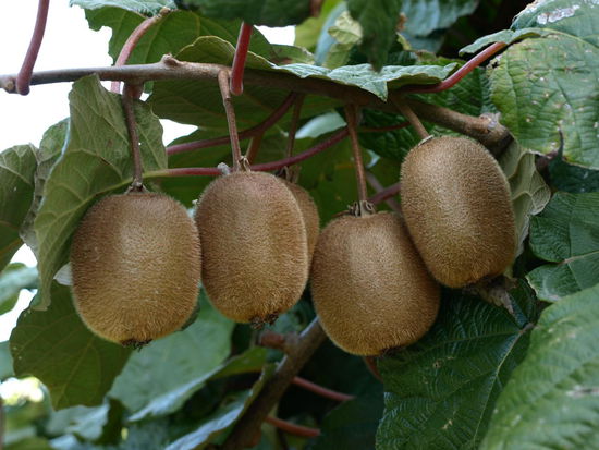 Aber die Umgebung um meine Unterkunft war diesbezüglich nicht zu schlagen - hier Kiwis - aber Saison geht erst im Mai los - für mich sahen die aber schon reif aus