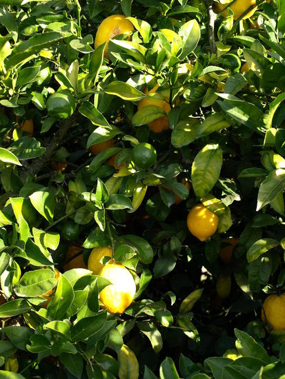 Zitronenbäume