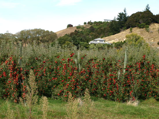 Äpfel-Äpfel-Äpfel