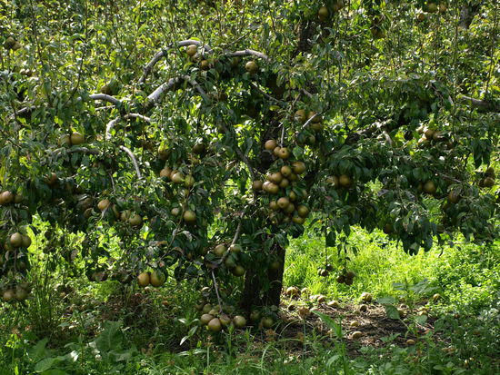 Obst - überall Obst und man konnte es überall am Straßenrand kaufen. Eine Tüte voll frischen Obst kostete zwischen 1 und 4 NZD