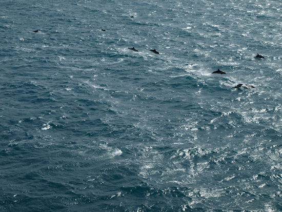In der Cook Strait haben uns Delphine eine Zeit lang begleitet, aber ich hatte mein Zoom-Objektiv nicht zur Hand