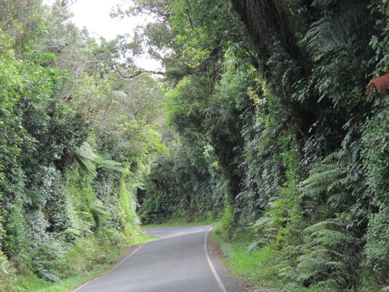Man fuhr eine Zeitlang durch den Regenwald