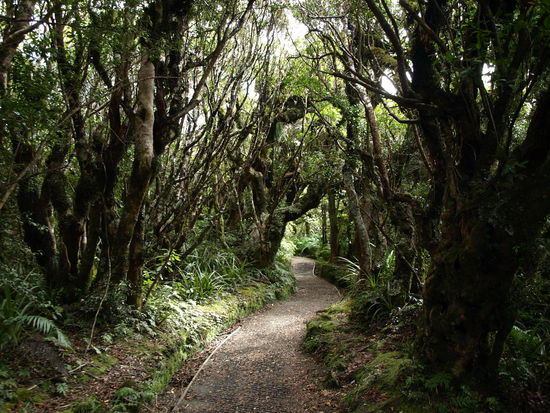 und ein kurzer Wanderweg führte mich dann noch zum Dawson Wasserfall