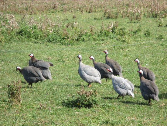 Diese "Hühner" liefen auch rum und waren sehr redsam untereinander