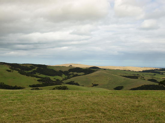 Im Hintergrund die Sanddünen von Te Paki, welche ich auf dem Rückweg noch besuchen werde