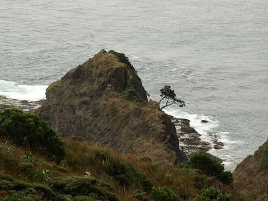 Der einsame Baum auf dem Felsen hat eine spirituelle Beteutung bei den Maori, sowie das gesamte Cape