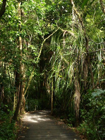 Der Weg durch den Kauiwald ist auf einer Art Boardwalk, um die Wurzeln zu schützen, denn Kauribäume sind Flachwurzler