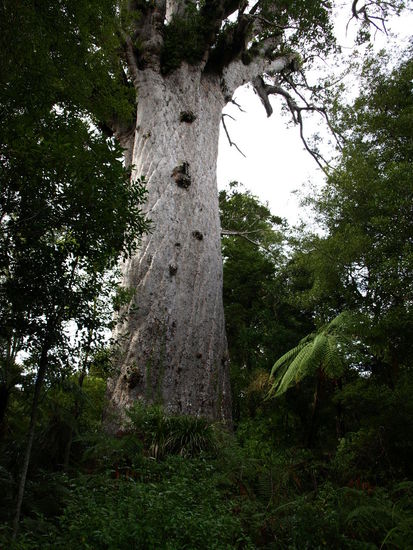 Der größte bekannte Kauri Baum - Tane Mahuta "Lord of the Forest" - 51 Meter hoch mit einem Umfang von 14 Metern - das Volumen seines Stammes beträgt 244,5 Kubikmeter - der Stamm selber ist nur 18 Meter hoch 