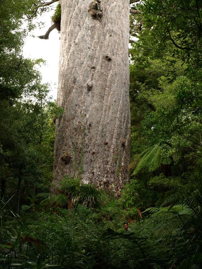 Rechts unten im Bild sieht man ein Gesicht - vielleicht hilft das etwas um die Größe des Baumes zu erahnen.