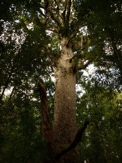 Ein nicht ganz so großer Kauribaum auf dem Kauri-Walk