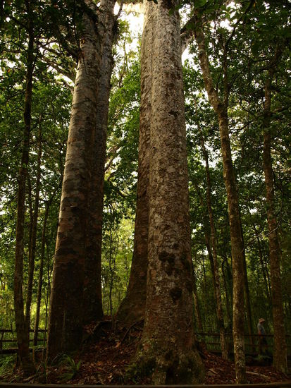 Die Four Sisters - vier ziemlich große Kauribäume direkt nebeneinander - ein weitere Stop auf dem Kauri Walk