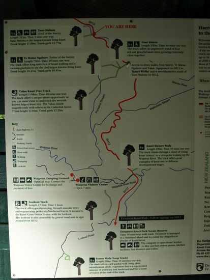 Auf einem Hinweisschild konnte man sich einen Überblick über die Lage der einzelnen große und alten Kauribäume machen