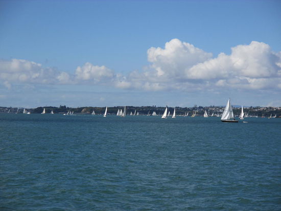 Segelbote - überall Segelbote - Auckland hat nicht zu unrecht den Beinahmen "City of Sails" (Stadt der Segel)