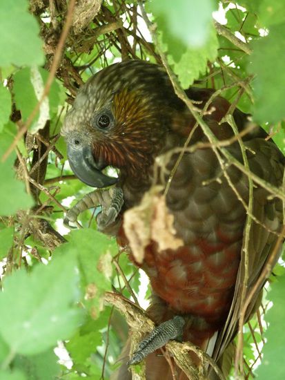 Ein Vogel der nicht Fotoscheu war