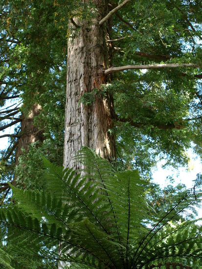 Redwood Tree in Rainbow Springs