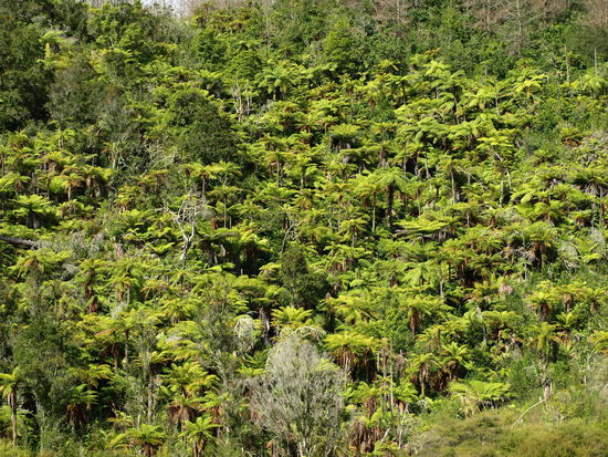 Blick in die nähere Umgebung - keine Palmen, nur Farne