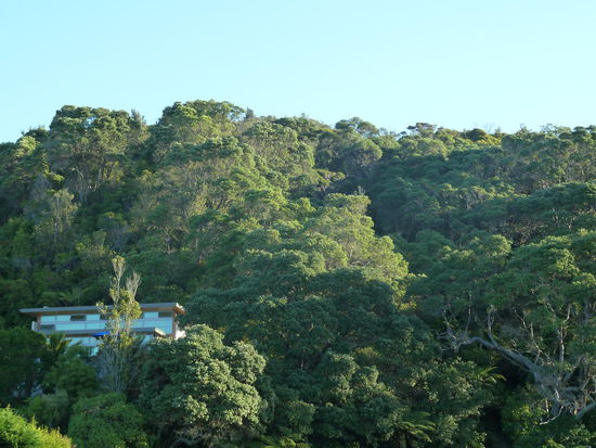 Pohutukawa Bäume überall um Ohope Beach. Das ist der neuseeländische Weihnachtsbaum, denn er blüht genau im Dezember. 