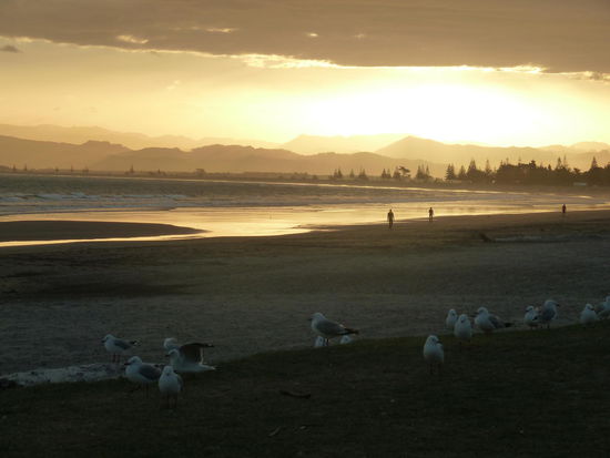 Die wollten auch was von meinen Fish und Chips