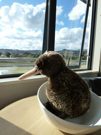 Kiwi geniest die Aussicht